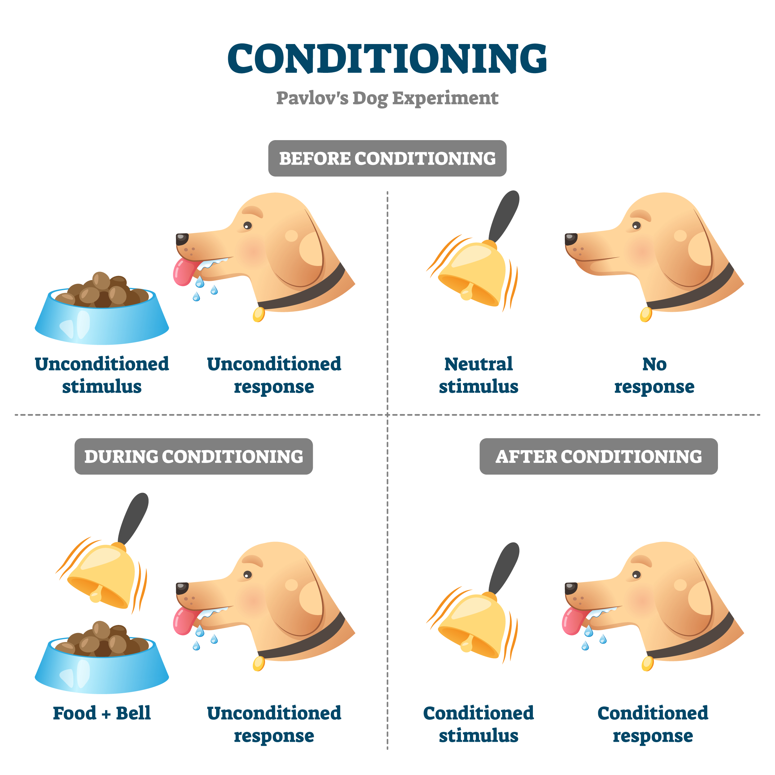 Classical conditioning